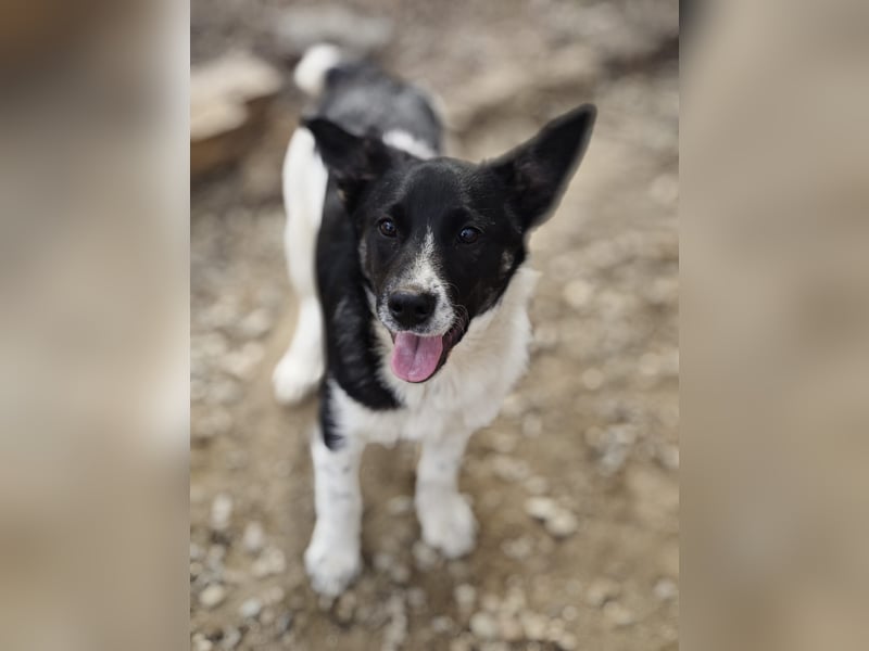 Hedi, Hündin, *ca. 02.10.2025, ca. kniehoch werdend, menschenbezogen, aufgeschlossen, fröhlich