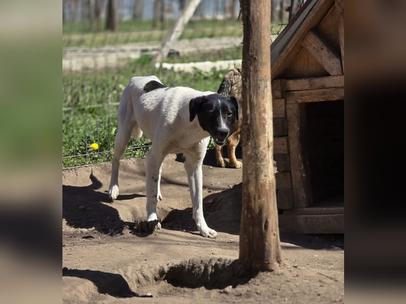 Zoe, 3 ¾ -jähriges Hundemädchen, SH ca. 50 -55 cm, schüchtern, sensibel, harmoniebedürftig