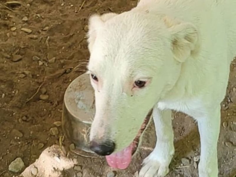 Ines, Hündin, *ca. 22.01.2025, ca. kniehoch, verschmust, feinfühlig, sozial, ausgeglichen