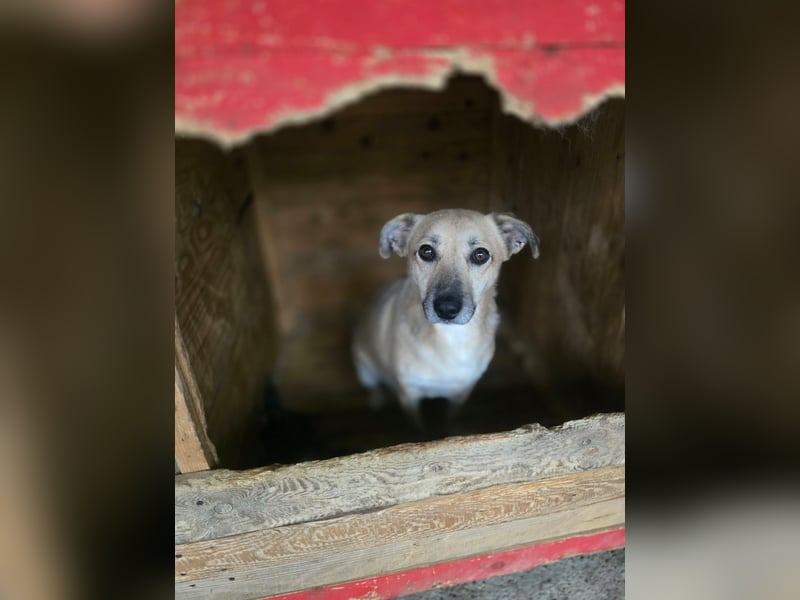 Lenny, Rüde, *ca. 10.01.2021, klein bis kniehoch, freundlich, unkompliziert, liebevoll, verschmust