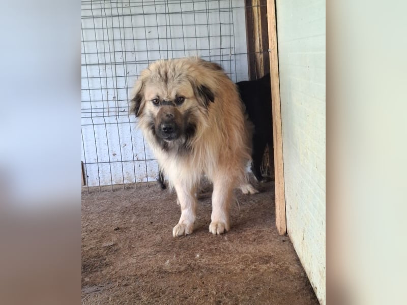 Cajun, 2-jähriger Bub, etwas über kniehoch, Fröhlich, freundlich, sozial, aktiv