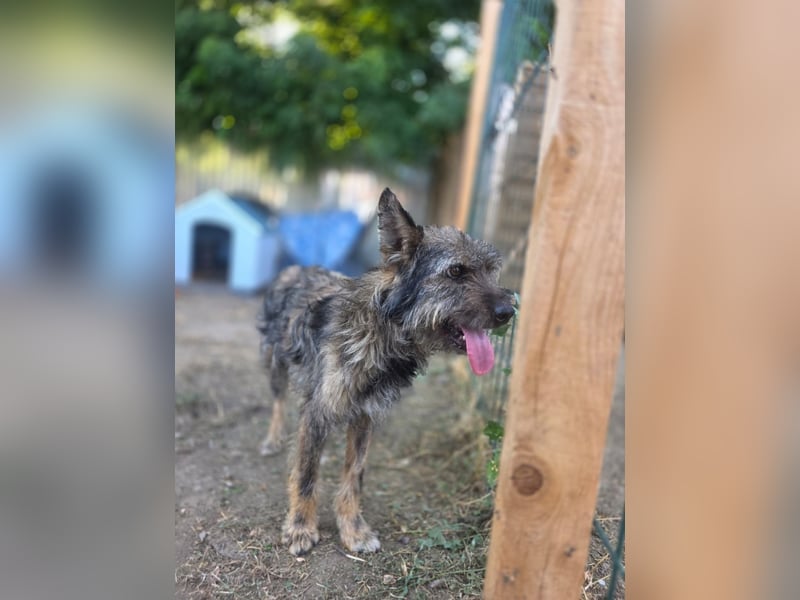 Gulliver, Rüde, *ca. 15.01.2022, ca. kniehoch, freundlich, aktiv, lernwillig (manchmal), eifersüchti