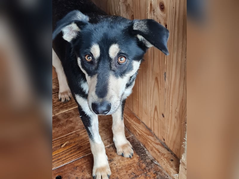 Ludwig, 3 ¼ jähriger Rüde, SH ca. mittel, kastriert, schüchtern, sozial, neugierig