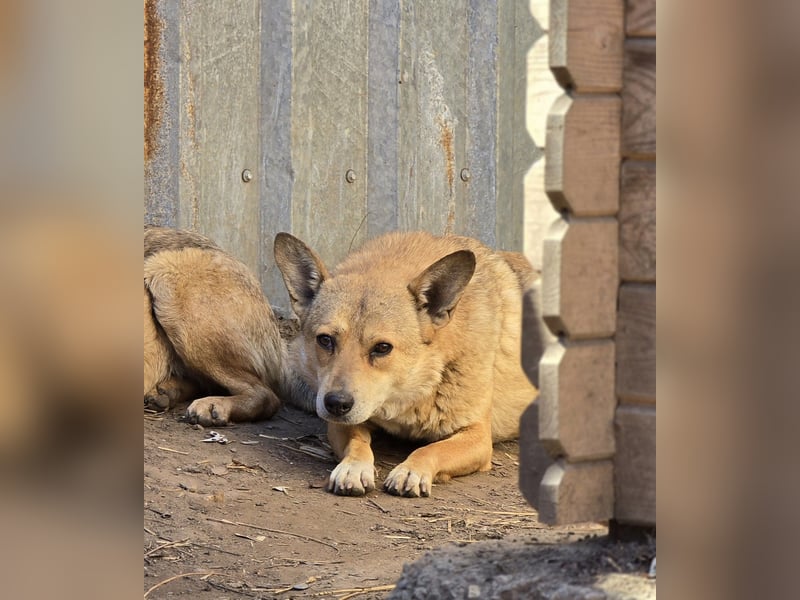 N A N N E, kastrierte Hundedame wird bald 4 Jahre, mittelgroß, lieb, freundlich, vorsichtig