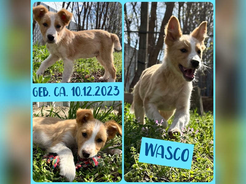 Wasco, 1 , 1/3  jähriger Bub, SH mittelgroß, neugierig, verspielt, aufgeschlossen, sozial)