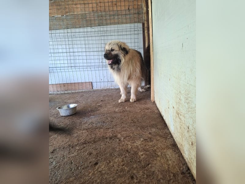 Cajun, 2-jähriger Bub, etwas über kniehoch, Fröhlich, freundlich, sozial, aktiv