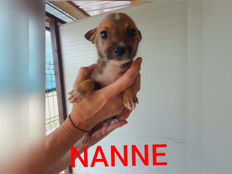N A N N E, kastrierte Hundedame wird bald 4 Jahre, mittelgroß, lieb, freundlich, vorsichtig