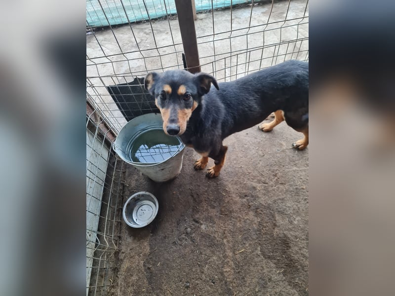 Mona , 3 ¼ jähriges Mädchen, ca. mittelgroß bis Knie, offen, freundlich dominierend, aufgeschlossen