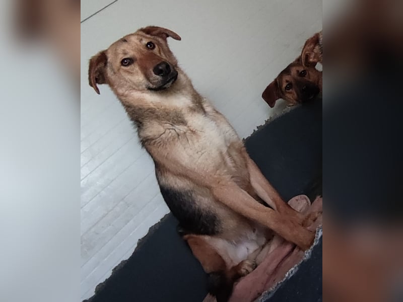 I A N, 3-jähriger Bub, SH mittelgroß, freundlich, zuückhaltend, unsicher, sozial