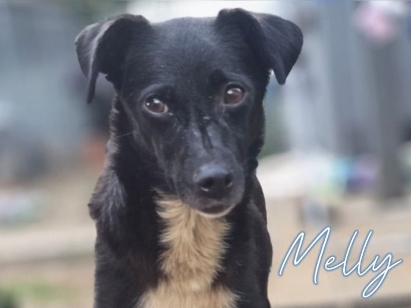 Melly, Hündin, *16.05.2022, SH ca. 40 cm, zurückhaltend, vorsichtig