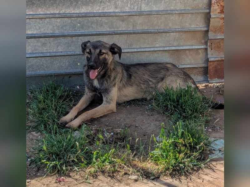 Lazar, Rüde, *ca. 20.12.2024, ca. kniehoch bis mittelgroß, freundlich, lebensfroh, neugierig, sozial