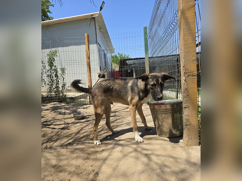 Raven, Rüde, *ca. 20.09.2024, SH ca. kniehoch, menschenbezogen, verschmust, offen, freundlich