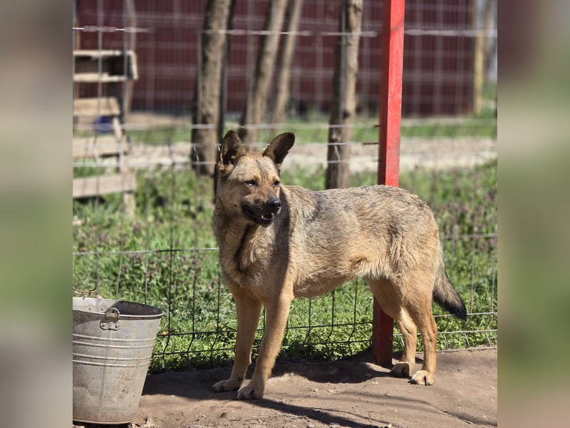 Nonna, bald 4-jährige Hundedame, Größe : mittel(?) freundlich, ruhig , vorsichtig)
