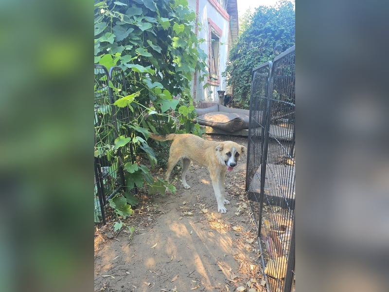 Paul, Rüde, *ca. 19.08.2023, ca. kniehoch, zurückhaltend, vorsichtig, sozial