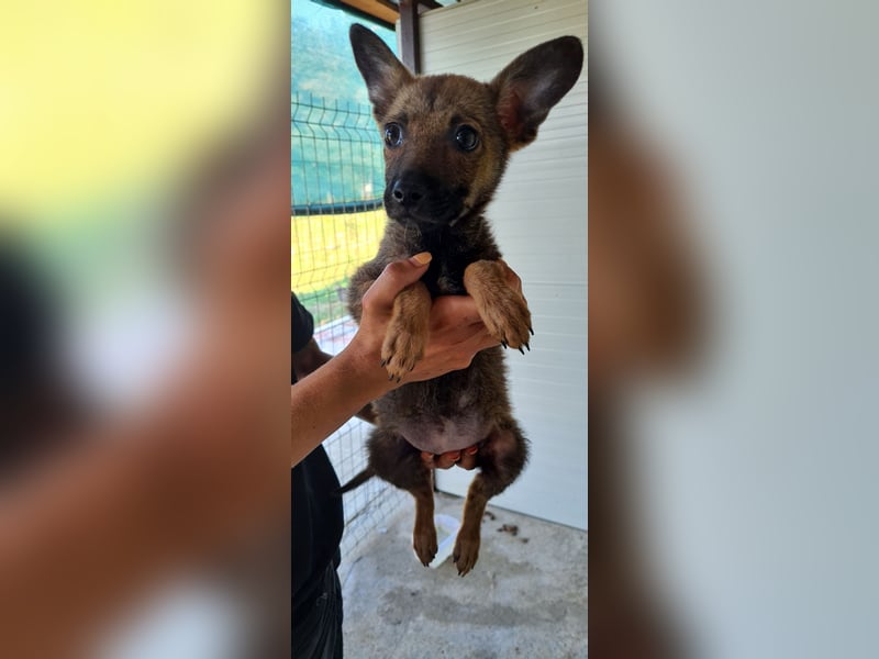 Nonna, bald 4-jährige Hundedame, Größe : mittel(?) freundlich, ruhig , vorsichtig)