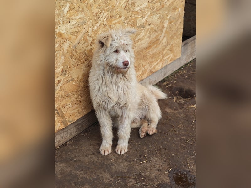 Jupp, Rüde, *ca. 10.04.2024, ca. kniehoch, vorsichtig, freundlich, lustig, verspielt, verschmust