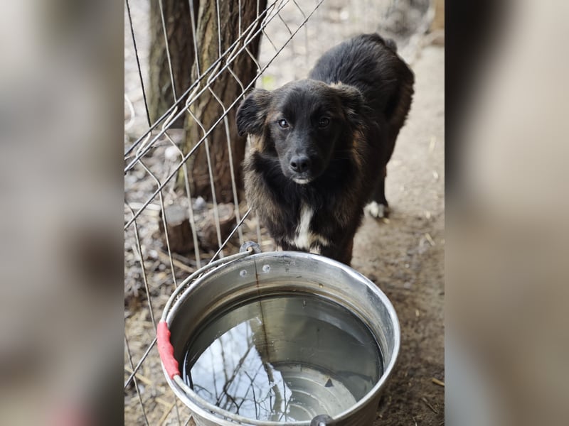 Clarissa, Hündin, *ca. 28.09.2025, ca. kniehoch werdend, freundlich, liebt Streicheleinheiten, versp