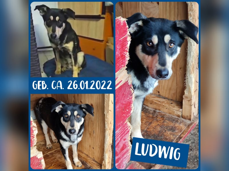 Ludwig, 3 ¼ jähriger Rüde, SH ca. mittel, kastriert, schüchtern, sozial, neugierig