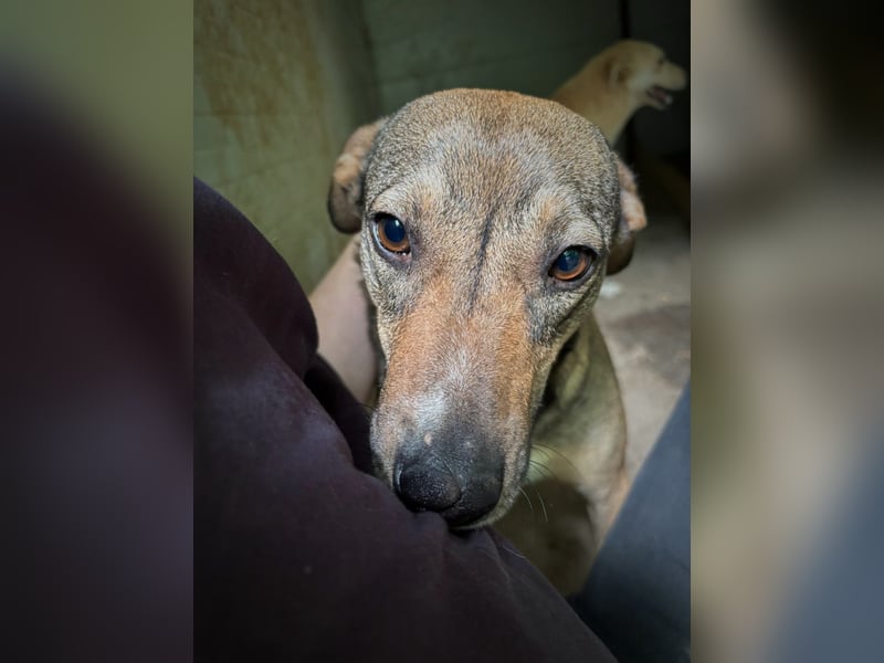 Noe, Rüde, *ca. 21.08.2022, klein bis kniehoch, liebevoll, neugierig, vorsichtig