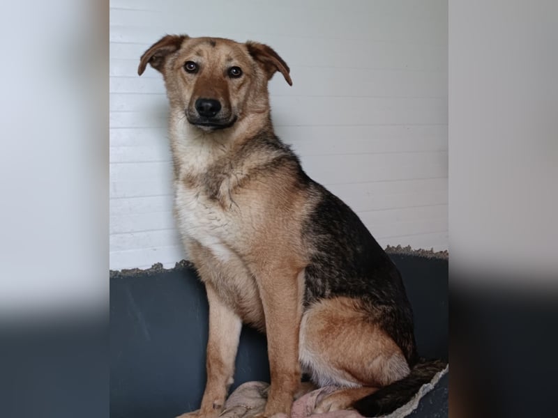 I A N, 3-jähriger Bub, SH mittelgroß, freundlich, zuückhaltend, unsicher, sozial