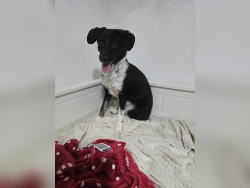 Silja, Hündin,*ca. 08.02.2025, ca. kniehoch, unsicher, aber möchte gerne vertrauen, sucht Körperkont
