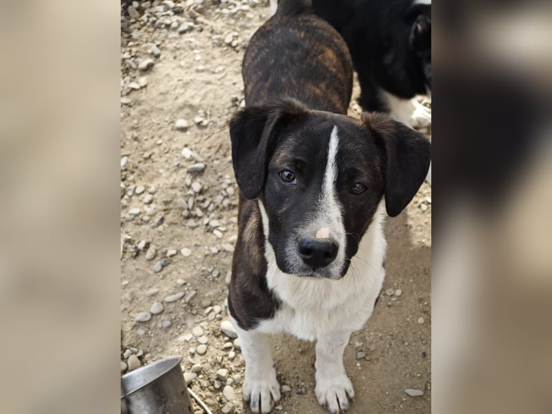 Hedda, Hündin, *ca. 02.10.2025, ca. kniehoch werdend, menschenbezogen, lieb, temperamentvoll, aufges