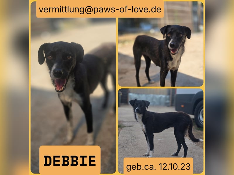 Debbie, Hündin, *ca. 12.10.2023, SH ca. 40 cm, zurückhaltend, vorsichtig