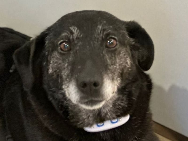 Sharon, Hündin, Erwachsen, * unbekannt, ca. 50 cm, ca. 20 kg, lieb und sozial