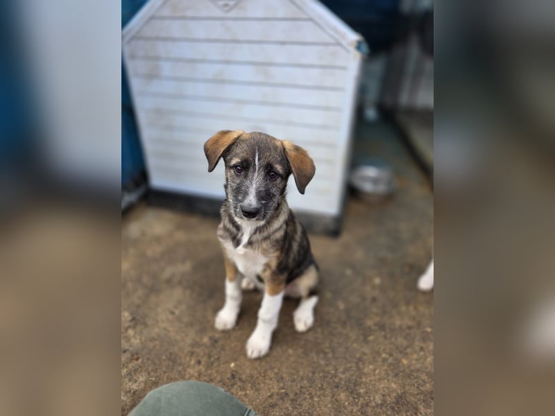 Gerd, Rüde, *ca. 04.07.2025, ca. kniehoch bis mittelgroß, sanft, zurückhaltend aber neugierig, freun