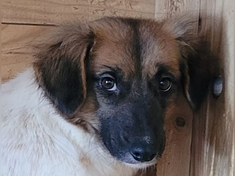 Claire, Hündin, *ca. 10.09.2023, klein bis kniehoch, neugierig, sanft, unsicher