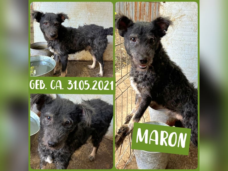 Maron, Rüde, *ca. 31.05.2021, SH kniehoch, ca. 45 cm, freundlich, aktiv, selbstbewusst, verschmust