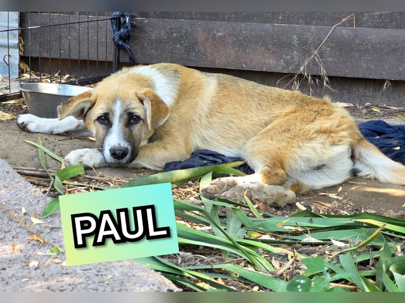 Paul, Rüde, *ca. 19.08.2023, ca. kniehoch, zurückhaltend, vorsichtig, sozial