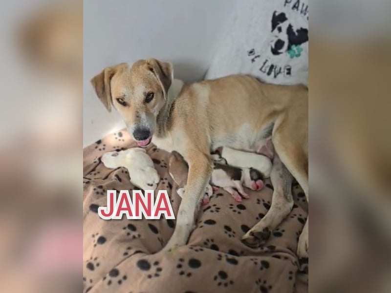 Jana, Hündin, *ca. 07.08.2021, SH ca. 50 cm, freundlich, sozial, neugierig, schüchtern
