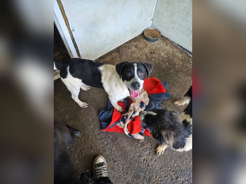 Flavi, Rüde, *geb. ca. 30.11.2024, ca. kniehoch, liebevoll, sozial, freundlich