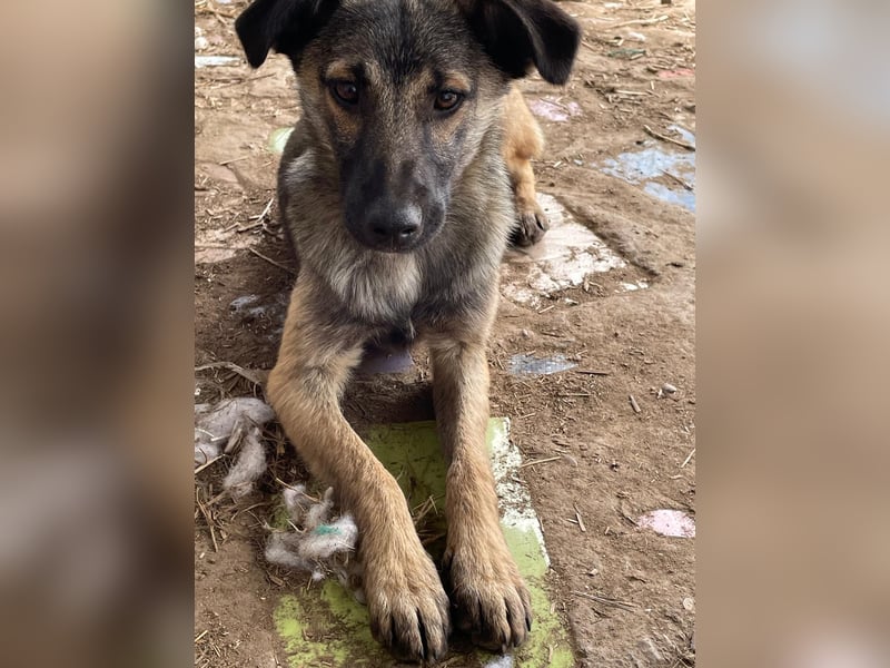 Lazar, Rüde, *ca. 20.12.2024, ca. kniehoch bis mittelgroß, freundlich, lebensfroh, neugierig, sozial