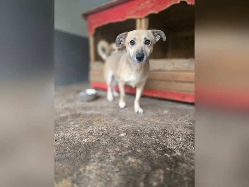 Lenny, Rüde, *ca. 10.01.2021, klein bis kniehoch, freundlich, unkompliziert, liebevoll, verschmust