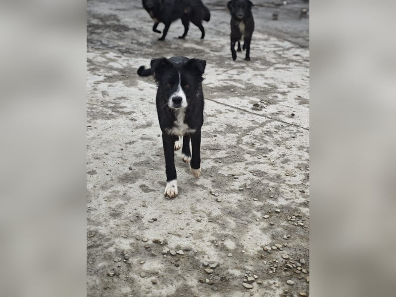 Wolfi, Rüde, *ca. 10.11.2023, ca. kniehoch, menschenbezogen, sozial, freundlich