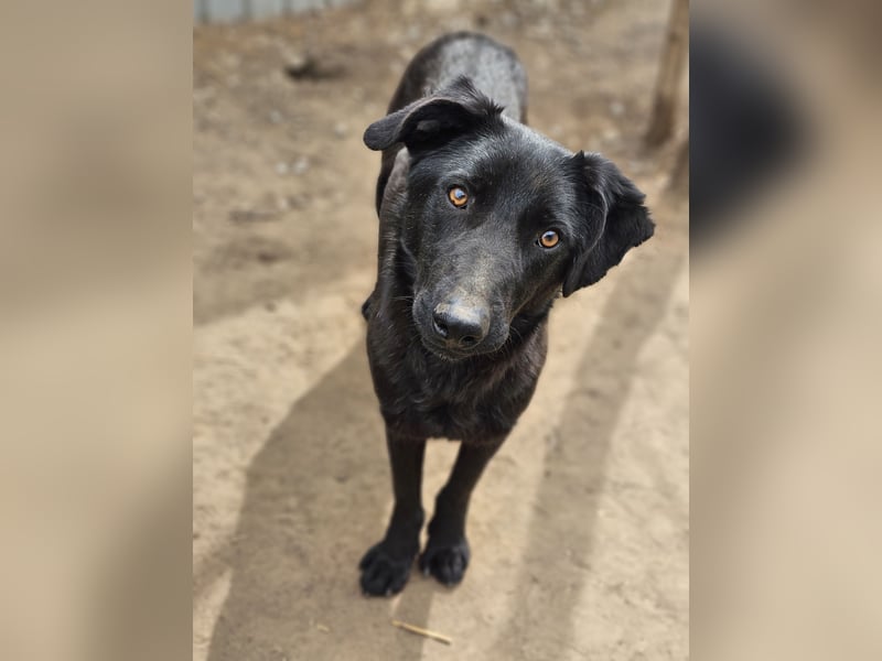 Igor , 2Jahre 8 Monate alter Bub, SH ca. 45-50 cm, freundlich, neugierig, lernfreudig, sozial