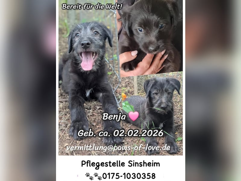 Benja, Hündin, * 2.2.26, evtl. kniehoch werdend, z.Zt. 6 kg, sozial, lieb, offen