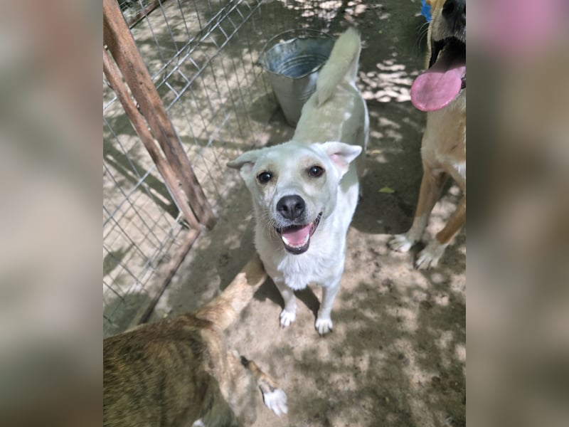 Alana, ca.2 ½ jähriges Hundemädchen, mittelgroß, freundlich, neugierig, verspielt