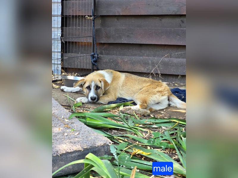 Paul, Rüde, *ca. 19.08.2023, ca. kniehoch, zurückhaltend, vorsichtig, sozial