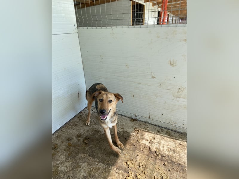 I A N, 3-jähriger Bub, SH mittelgroß, freundlich, zuückhaltend, unsicher, sozial