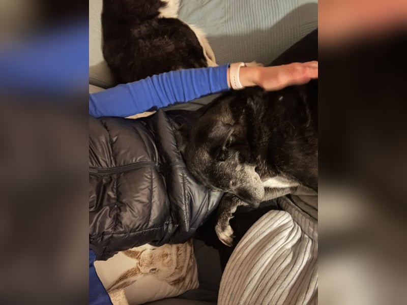 Sharon, Hündin, Erwachsen, * unbekannt, ca. 50 cm, ca. 20 kg, lieb und sozial