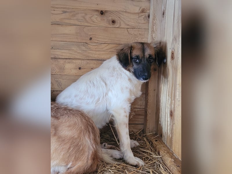 Claire, Hündin, *ca. 10.09.2023, klein bis kniehoch, neugierig, sanft, unsicher