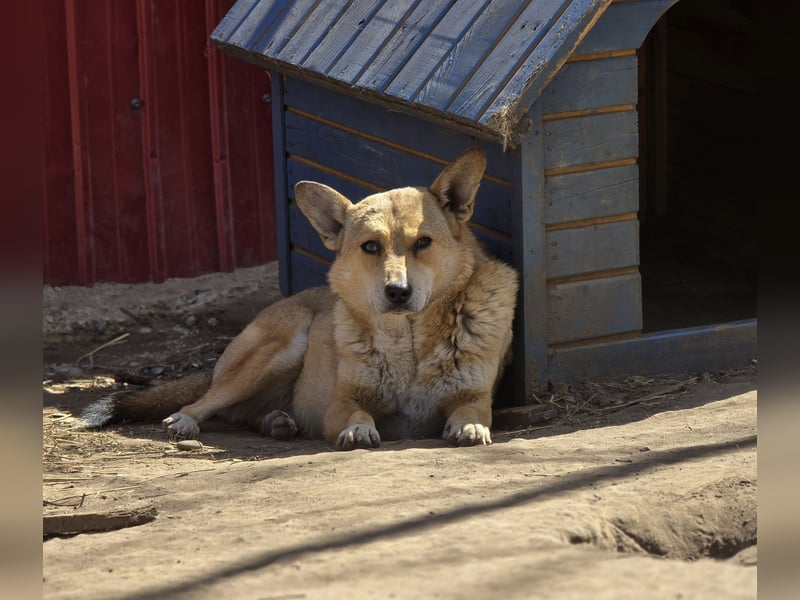 N A N N E, kastrierte Hundedame wird bald 4 Jahre, mittelgroß, lieb, freundlich, vorsichtig
