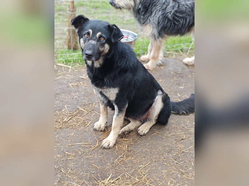 Savannah, Hündin, *ca. 10.01.2021, SH ca. mittelgroß, Mädel, liebevoll, schlau, gerne im Freien, ent