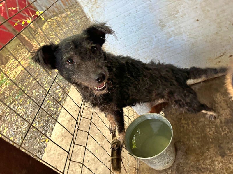 Maron, Rüde, *ca. 31.05.2021, SH kniehoch, ca. 45 cm, freundlich, aktiv, selbstbewusst, verschmust