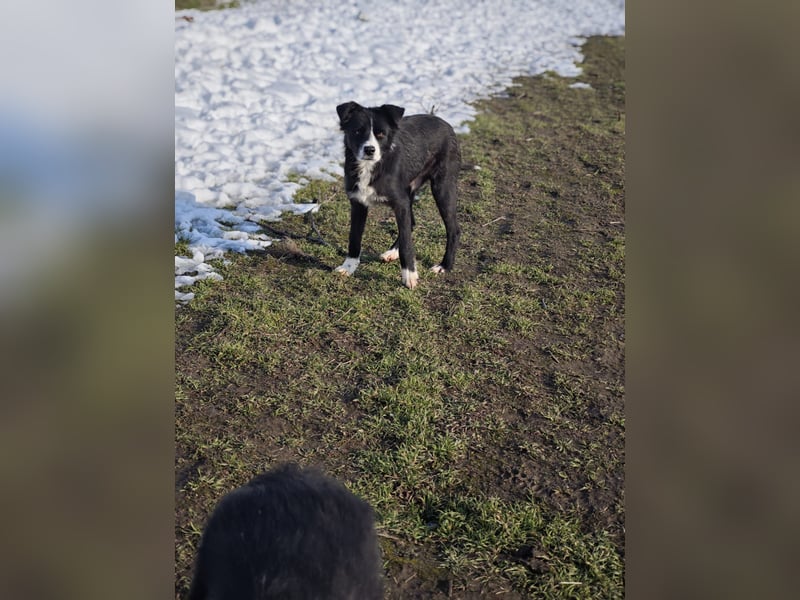 Wolfi, Rüde, *ca. 10.11.2023, ca. kniehoch, menschenbezogen, sozial, freundlich