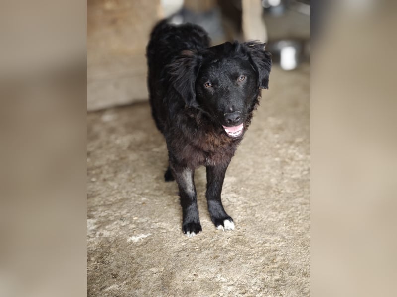 Pucki, Rüde, *ca. 27.09.2025, vermutlich kniehoch werdend, Wirbelwind, neugierig, verschmust, fröhli