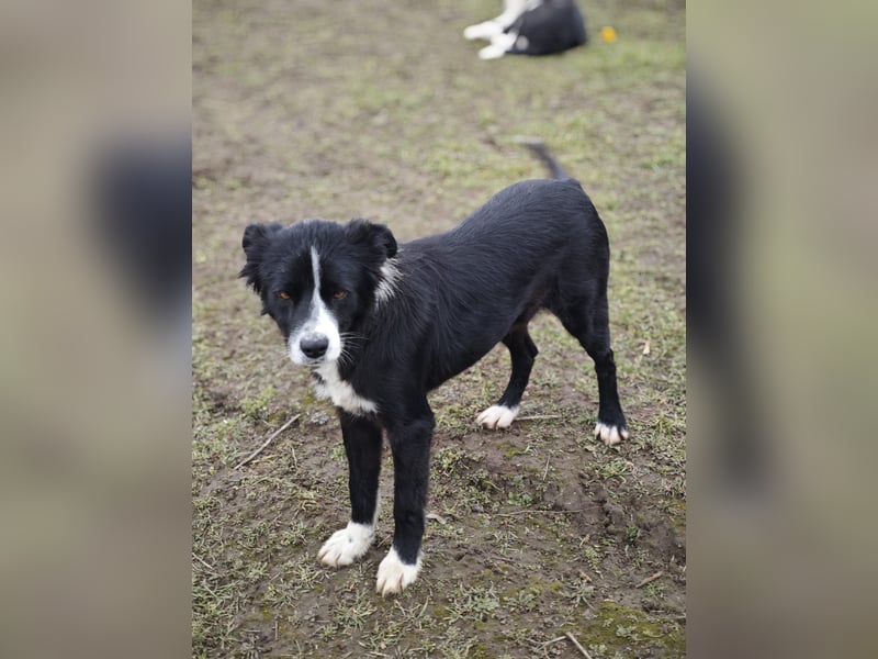 Wolfi, Rüde, *ca. 10.11.2023, ca. kniehoch, menschenbezogen, sozial, freundlich